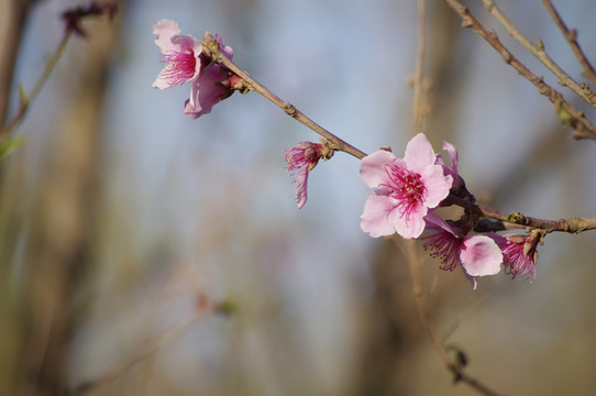 桃花争艳