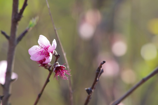 桃花