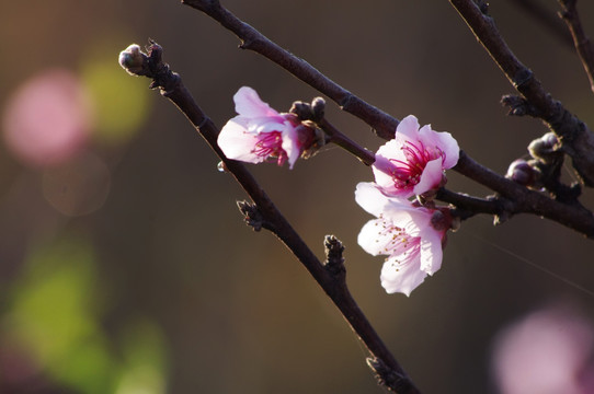 桃花