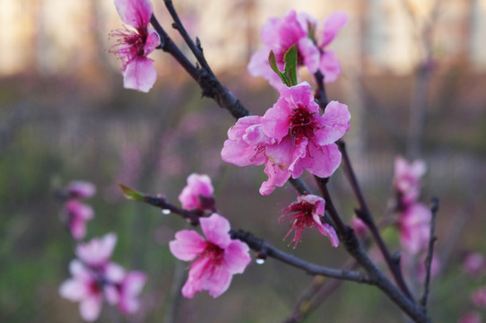 桃花