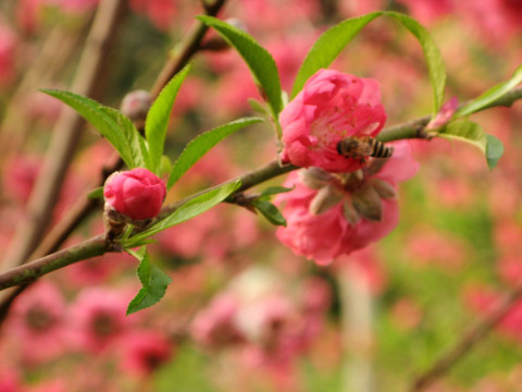 桃花