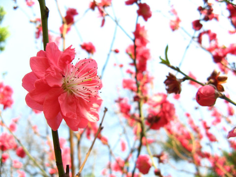 桃花