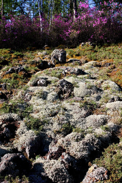 火山岩上苔藓
