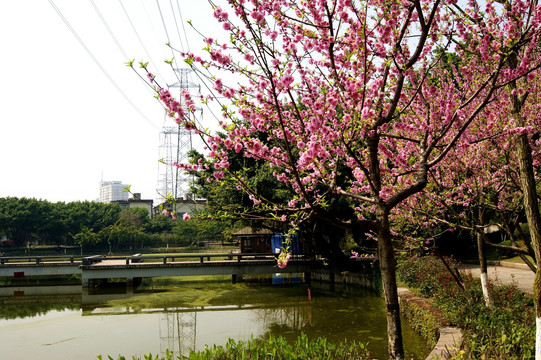 春来桃花艳