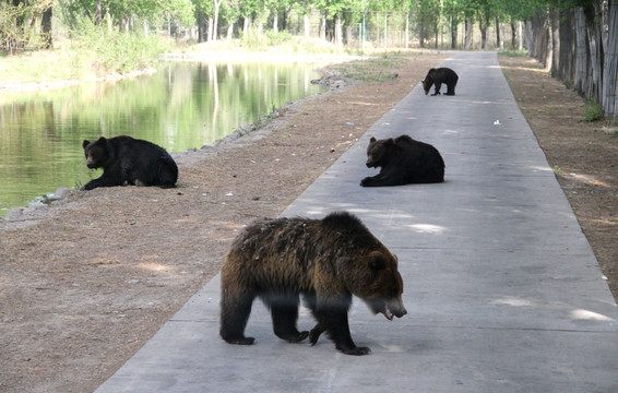 熊  动物