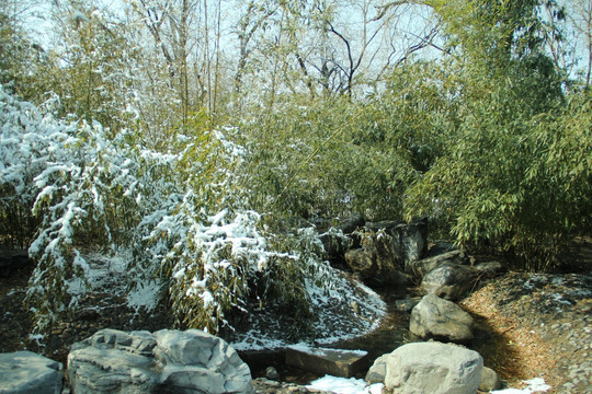 雪景竹子