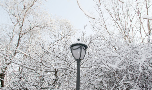 雪景树林