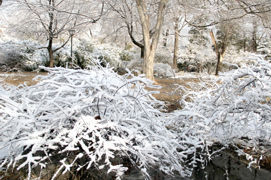 雪景树林