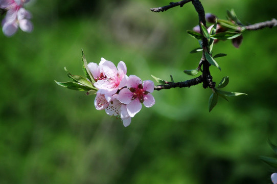 桃花