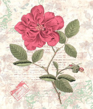 花卉 無框畫