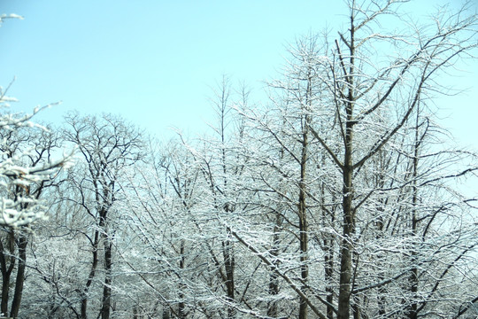 雪景树林