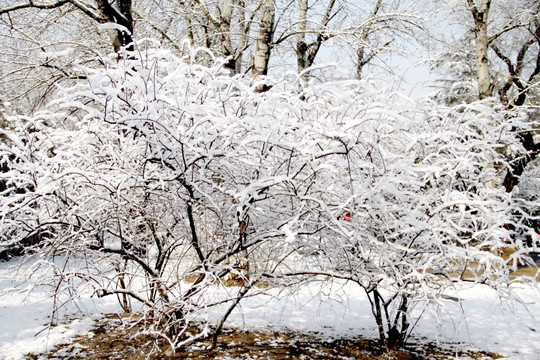 雪景树林