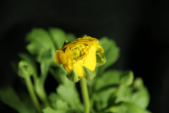 芹叶牡丹 花卉