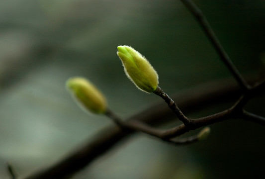 玉兰花