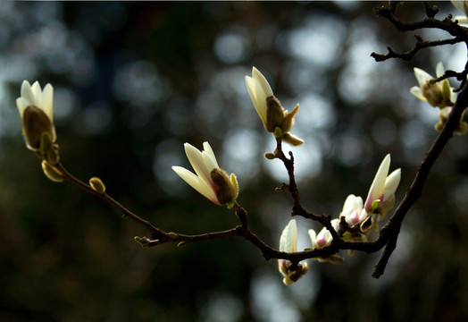 玉兰花