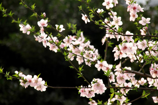 桃花枝