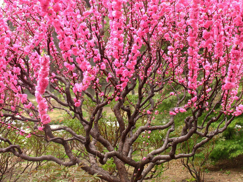 景山公园 桃花