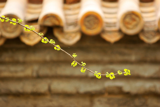 景山公园 新绿