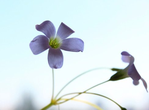 意境花