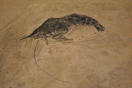 史前生物 虾化石