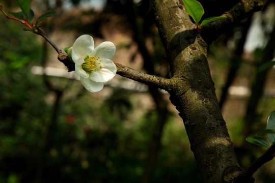 桃花