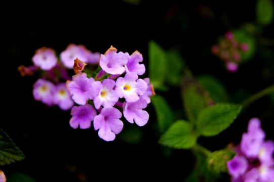 春花烂漫