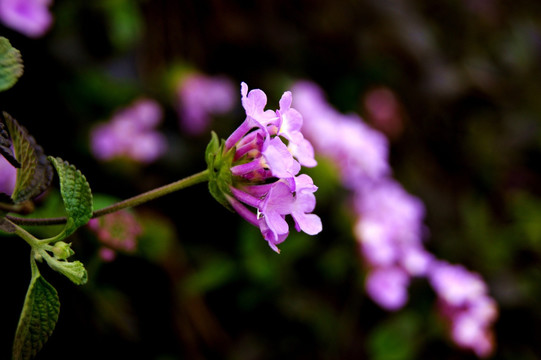 春花烂漫