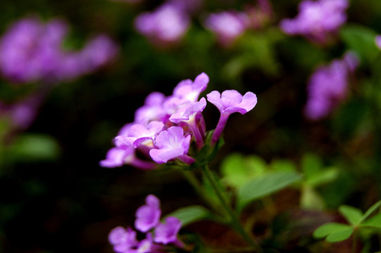 春花烂漫