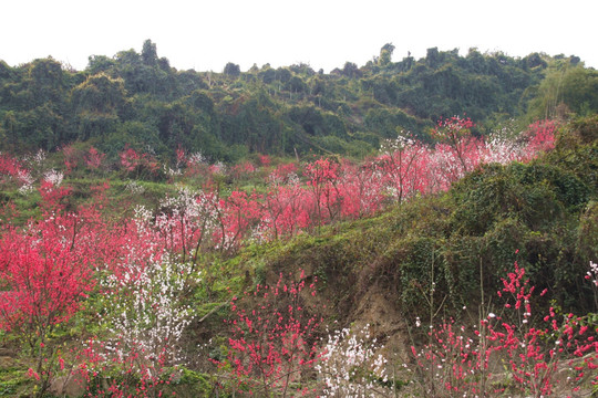 桃花山