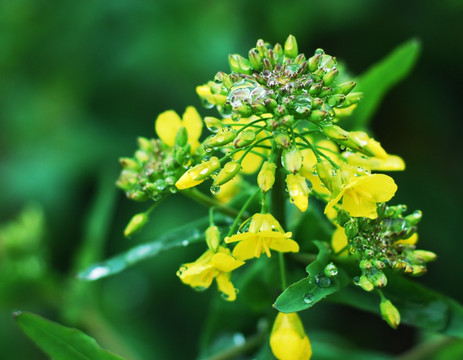 油菜花