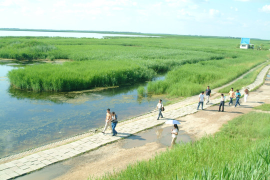 扎龙湿地