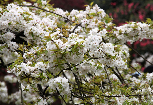 日本垂枝樱花