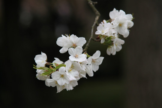 日本樱花