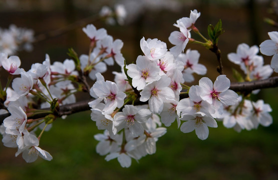 樱花