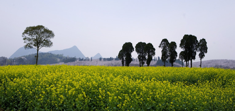 油菜花地