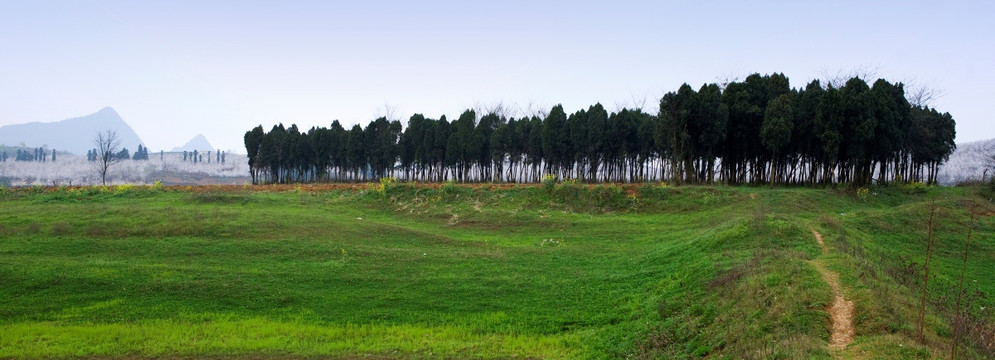 松树林