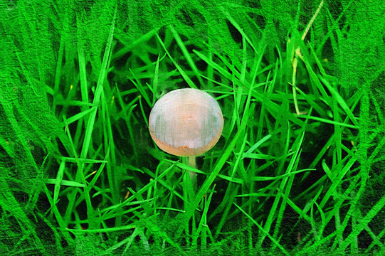 野蘑菇（未分層）