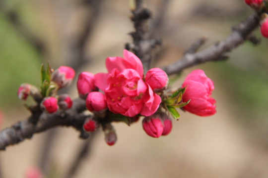 碧桃花