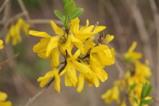 连翘花