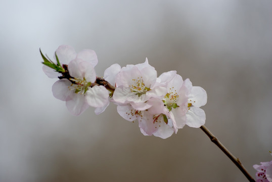 桃花满枝