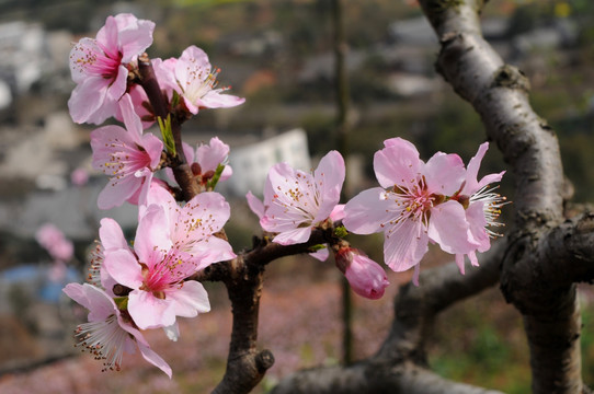 桃花