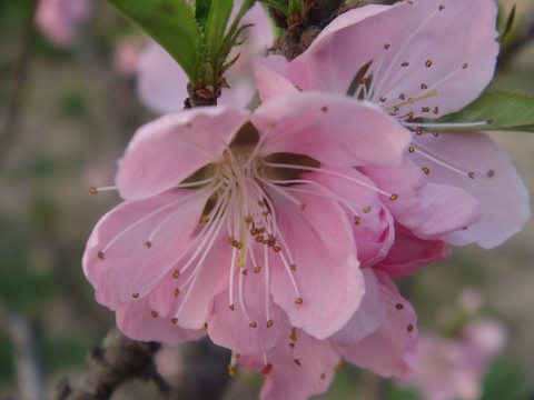 观赏桃花