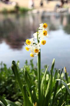 水仙花