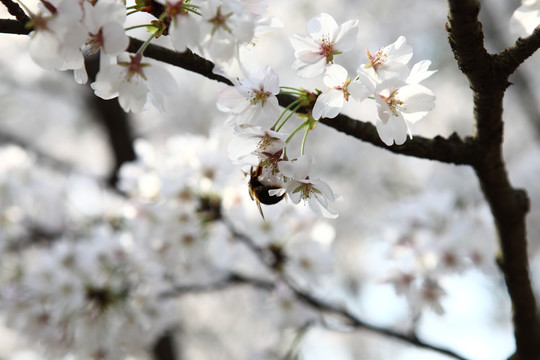 樱花