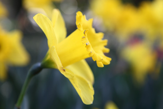 水仙花