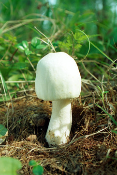 大兴安岭野生蘑菇