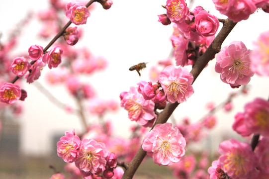 蜜蜂与桃花