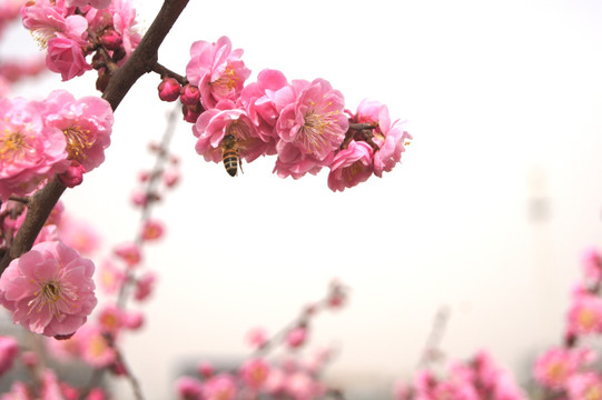 蜜蜂与桃花