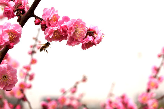 蜜蜂与桃花