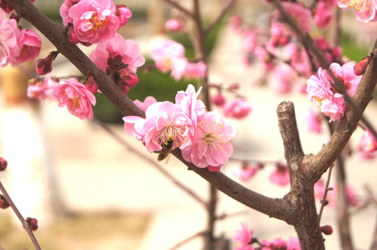 桃花与蜜蜂